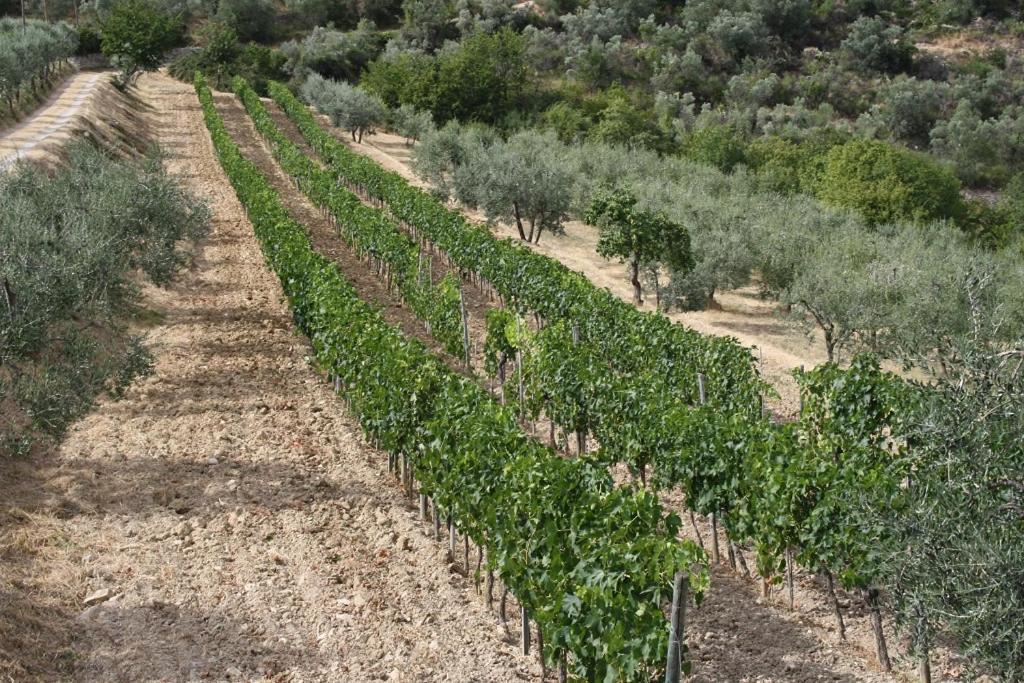 Agriturismo Podere Somigli Di Lorenzo Correani Hotel Greve in Chianti Exterior foto